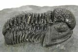 Detailed Gerastos Trilobite Fossil - Morocco #377241-2